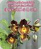 Catasetum Gerhard Leiste